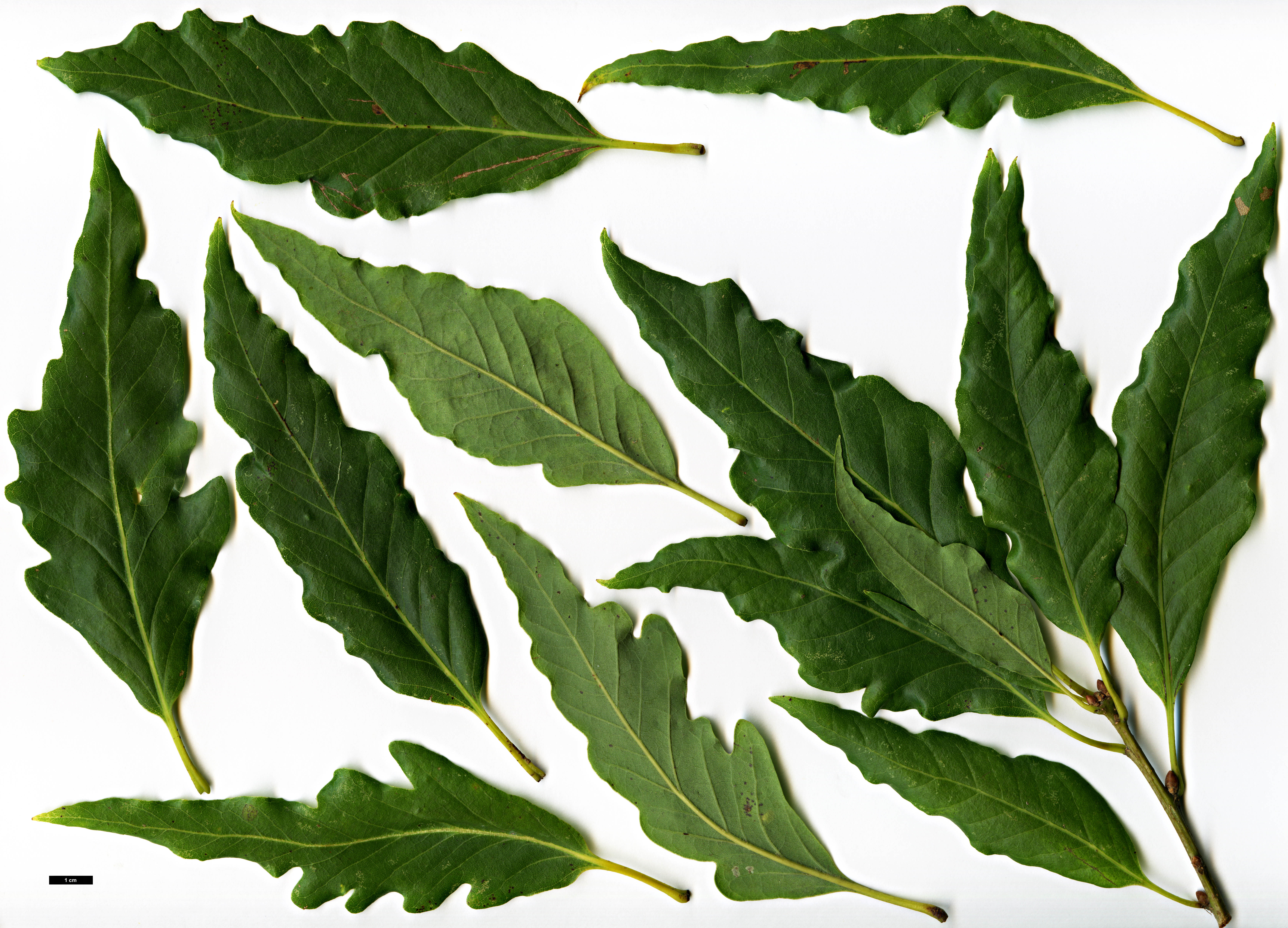 High resolution image: Family: Fagaceae - Genus: Quercus - Taxon: petraea - SpeciesSub: Longifolia Group